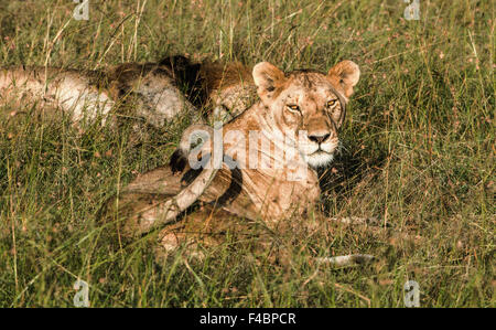 Leonessa in erba Foto Stock