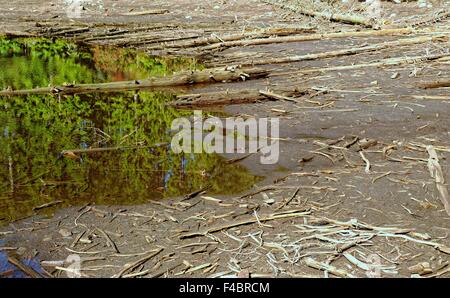 Driftwood sul bordo shore Foto Stock