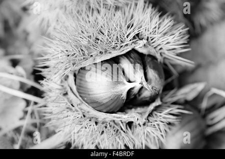 Mature le castagne in bianco e nero Foto Stock