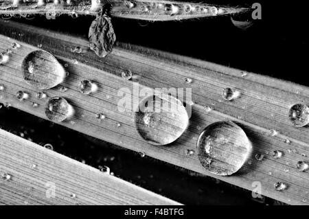 Perle di acqua sulla lama stretta di erba Foto Stock