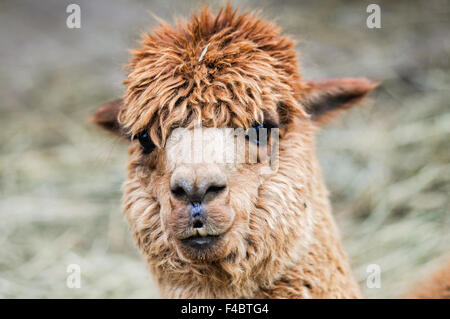 Simpatiche Alpaca marrone Foto Stock