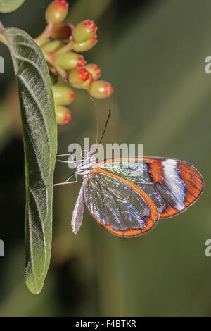 Glasswing Butterfly (Greta oto) Foto Stock