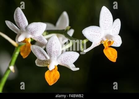 Il bianco e il giallo a fiori di orchidea (phalaenopsis) sono blooming Foto Stock