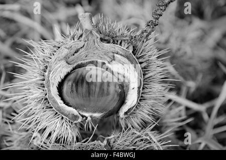 Castagno frutta conservata nella coppa di frutta Foto Stock