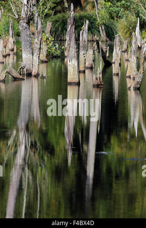 Beaver pond in Baviera, Germania Foto Stock