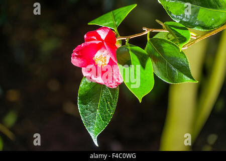 Una rigogliosa fioritura di rosso di una camelia (Camellia japonica) Foto Stock