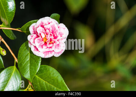 Una rigogliosa fioritura di rosso di una camelia (Camellia japonica) Foto Stock