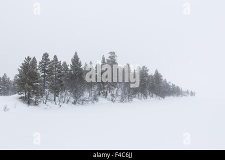 Coperta di neve alberi in Finlandia, vicino a Utsjoki Foto Stock