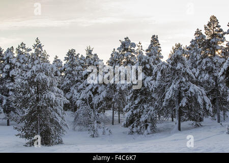 Coperta di neve alberi in Finlandia, vicino a Utsjoki Foto Stock