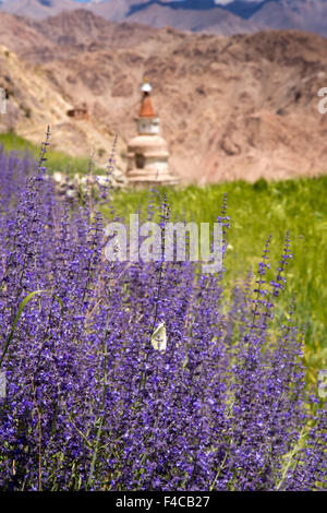 India, Jammu e Kashmir, Ladakh Hemis, bianco farfalla sulla viola fiori selvatici che cresce a bordo del campo di orzo Foto Stock