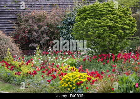 I giardini di Great Dixter, East Sussex, Regno Unito, creato da Christopher Lloyd. Tulipani nel fienile giardino in primavera Foto Stock