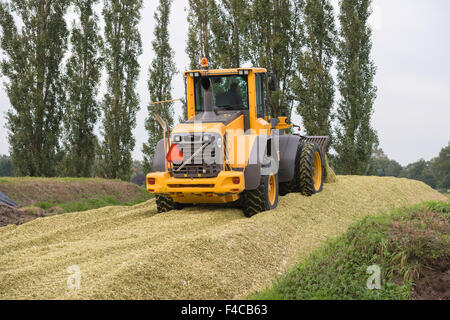 Agricoltura shredded insilato di mais con una pala di giallo nei Paesi Bassi Foto Stock