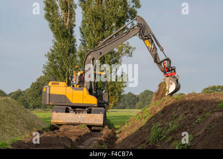 Agricoltura shredded mais da insilato con un escavatore in Paesi Bassi Foto Stock