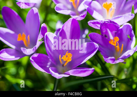 Viola crocusses (crocus tommasinianus) sono blooming su un prato Foto Stock