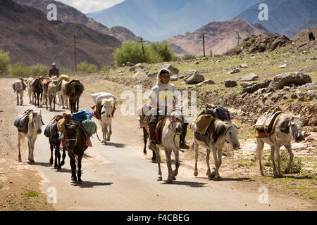 India, Jammu e Kashmir, Ladakh Hemis, pack cavalli sulla strada, tradizionale di merci il trasporto al di là di sistema di circolazione su strada Foto Stock