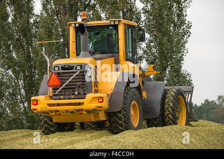 Agricoltura shredded insilato di mais con una pala di giallo nei Paesi Bassi Foto Stock