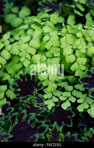 Adiantum capillus veneris. Felce capelvenere foglie Foto Stock