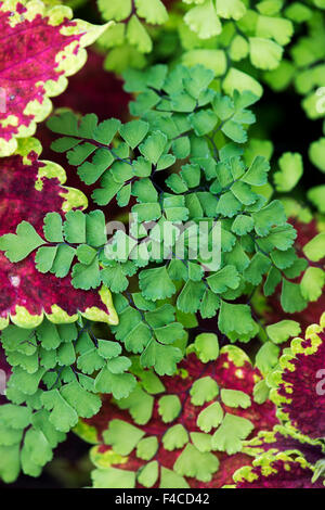 Adiantum capillus veneris. Felce capelvenere foglie Foto Stock