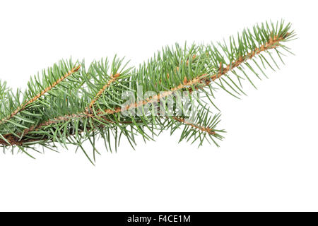 Ramo di abete per ornamento di Natale Foto Stock