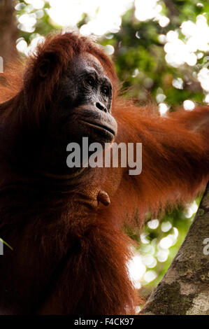 Orang Utan donna seduta su un albero in Borneo Indonesia Foto Stock