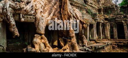 Struttura ad albero Ta Prohm Foto Stock