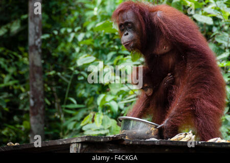 Orang Utan mangiare banane nel parco nazionale di Tanjung messa Kalimantan Borneo Indonesia Foto Stock