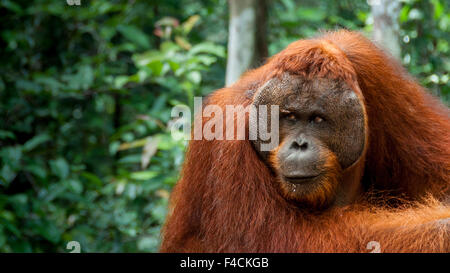 Maschio alfa Orang-Utan nell isola del Borneo Foto Stock