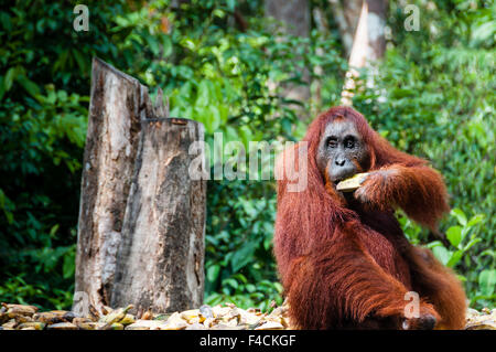 Orang Utan femmina con banane nel Borneo Indonesia Foto Stock