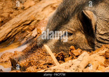 Testa di cinghiale nel fango Foto Stock