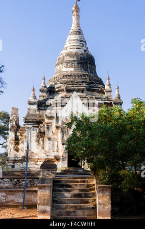 La parte anteriore della Pagoda Bianca con albero in Bagan Foto Stock