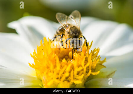 Un miele Carniolan bee (Apis mellifera Carnica) è la raccolta di nettare da un dahlia (asteraceae) blossom Foto Stock