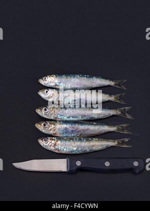 Pesce per cena. Sardine allineato con il coltello a trama su sfondo grigio scuro. Foto Stock