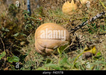 La zucca, butternut zucca crescente in un orto. Spagna. Foto Stock