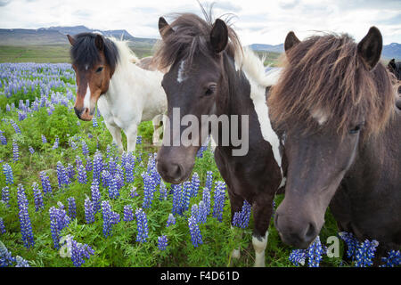 Cavalli islandesi in un prato di blu Alaskan lupini, Varmahlid, Skagafjordur, Nordhurland Vestra, Islanda. Foto Stock