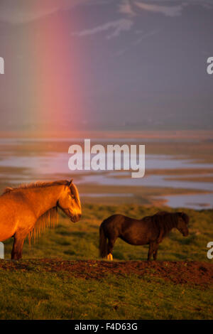 Cavalli islandesi e tramonto arcobaleno, Skagafjordur, Nordhurland Vestra, Islanda. Foto Stock