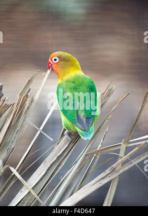 Fischer (Lovebird Agapornis fischeri) Foto Stock