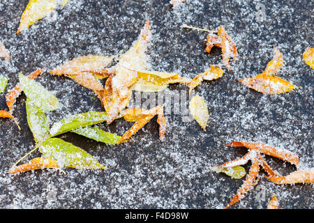 Congelati figliata di foglia sotto la prima neve su asfalto percorso in autunno Foto Stock