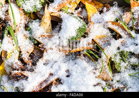 Giallo caduta foglie ed erba verde sotto la prima neve in autunno Foto Stock