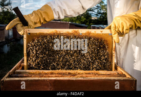 Telaio di apicoltura piena di workinf api. Il miele è visibile all'interno di cellule Foto Stock