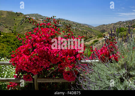 Vista da uno stile andaluso villa in Competa, provincia di Malaga, Spagna Foto Stock