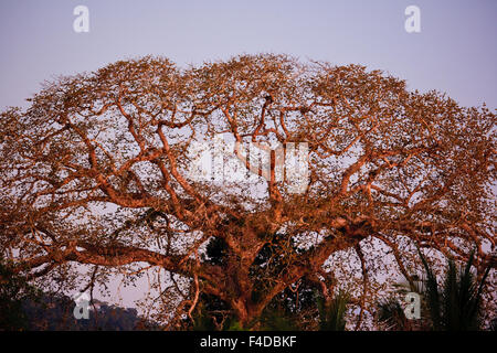 Grande albero Cuipo, Cavanillesia platanifolia, in ultima luce nella foresta pluviale a Rio Mogue, provincia di Darien, Repubblica di Panama. Foto Stock