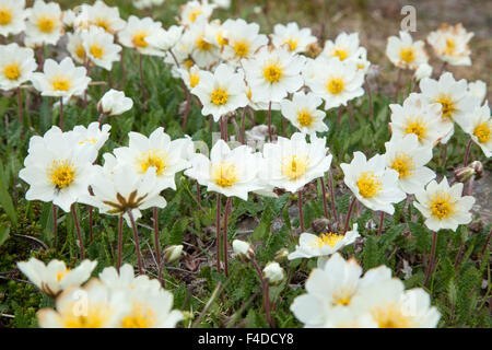 Montagna bianca avens (Dryas integrifolia), Valle di Oxnadalur, Nordhurland Eystra, Islanda. Foto Stock