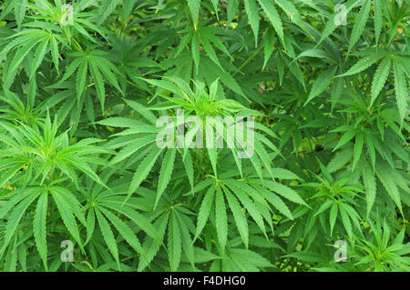 Close up foto di crescita di pianta di cannabis Foto Stock