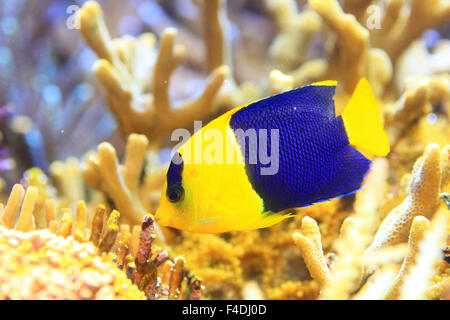 Bicolor angelfish (Centropyge bicolor) Foto Stock