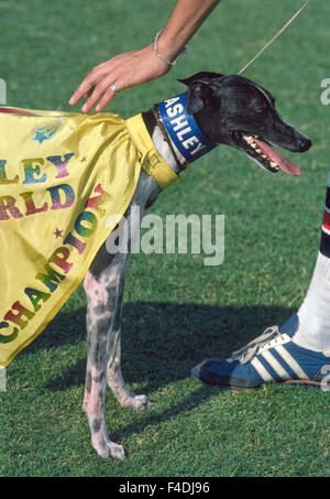 Il famoso disco-la cattura del cane Ashley Whippet è petted dal suo proprietario all'annuale Frisbee cane World Championship tenutosi presso il Rose Bowl di Pasadena, California, Stati Uniti d'America. L'atletica cane potrebbe correre veloce come 35 miglia all'ora (56 km/h) e leap alta come 9 piedi (2,74 metri) per catturare i dischi volanti nella sua bocca. Ashley ha vinto i primi tre campionati del mondo che ha iniziato nel 1975, e un decennio più tardi il concorso è stato rinominato il Ashley Whippet Invitational in suo onore. Prima che egli morì nel 1985 all'età di 14, il cane eseguito anche in luoghi come il Super Bowl e la Casa Bianca.foto storiche Foto Stock