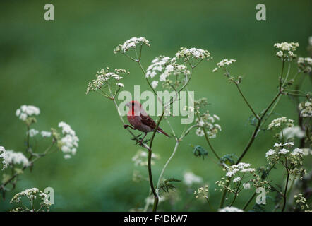 Scarlet rosefinch seduti sulla struttura vegetale Foto Stock