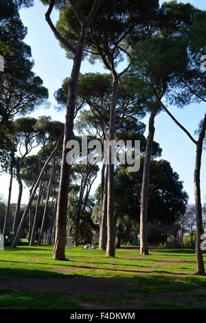 Pini Larici nei giardini di Villa Borghese a Roma, Italia Foto Stock