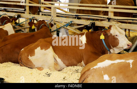 Vacche che giace sulla paglia nella stalla Foto Stock