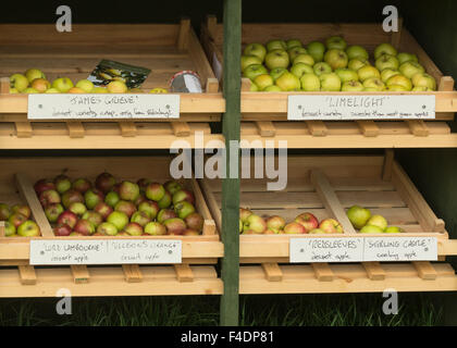 Selezione di British mele a disposizione per la degustazione sul sentiero pubblico accanto al Tweed Valley alberi da frutto, Peebles, Scozia Foto Stock