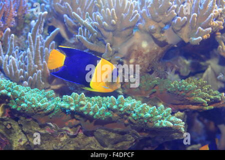 Bicolor angelfish (Centropyge bicolor) Foto Stock